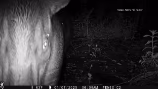 Sorprendente hallazgo: Captan al mamífero más grande de México en la selva de Champotón