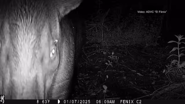 El Fénix, en Champotón, registra la presencia de un tapir centroamericano