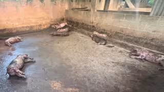 Perros atacan un corral y matan a 10 cerdos pequeños en Tizimín