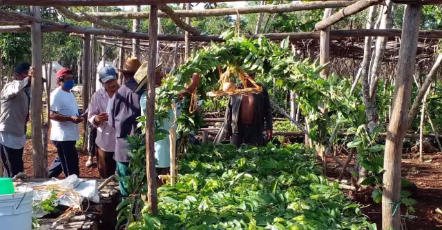 La ceremonia se realiza para pedir buenas cosechas