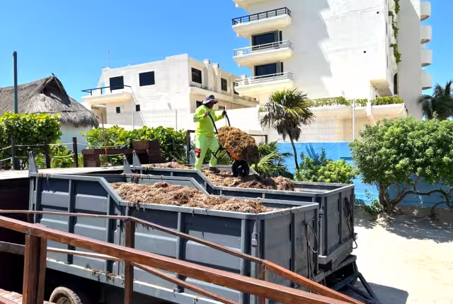Durante la “Mañanera del Pueblo” se abordó el tema de cómo se recolecta todo y se transforma. Desde el inicio de la temporada de arribo se han captado más de 32 mil toneladas.