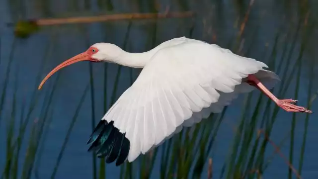 Se distribuye desde el Sur de Estados Unidos hasta Perú y la Guyana Francesa. Vive entre las aguas poco profundas, donde busca cangrejos, peces, ranas y víboras.