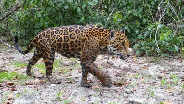 Anteriormente ya se habían detectado huellas sobre la presencia de jaguares