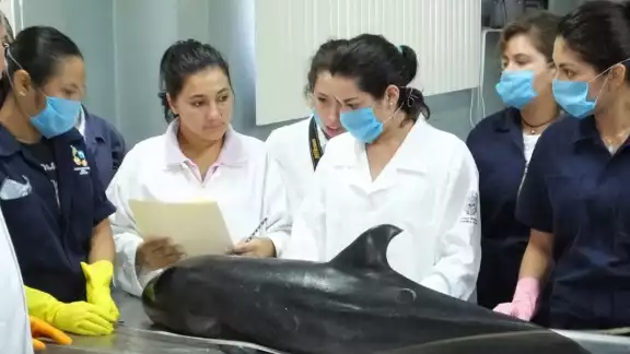 Los animales fueron parte del grupo de 40 que llegó a Holbox, pero que fueron regresados al agua por pobladores y turistas Los animales fueron parte del grupo de 40 que llegó a Holbox, pero que fueron regresados al agua por pobladores y turistas