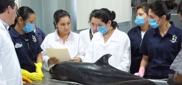 Los animales fueron parte del grupo de 40 que llegó a Holbox, pero que fueron regresados al agua por pobladores y turistas