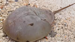 La cacerolita de mar: el fósil viviente que habita Campeche desde hace 450 millones de años y hoy está en peligro