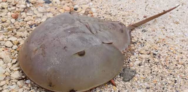 Es considerada un fósil viviente, con una morfología casi intacta desde hace más de 450 millones de años.