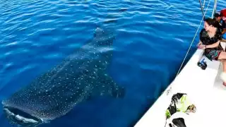 Quintana Roo: Semarnat emite nuevas medidas para nadar con el tiburón ballena