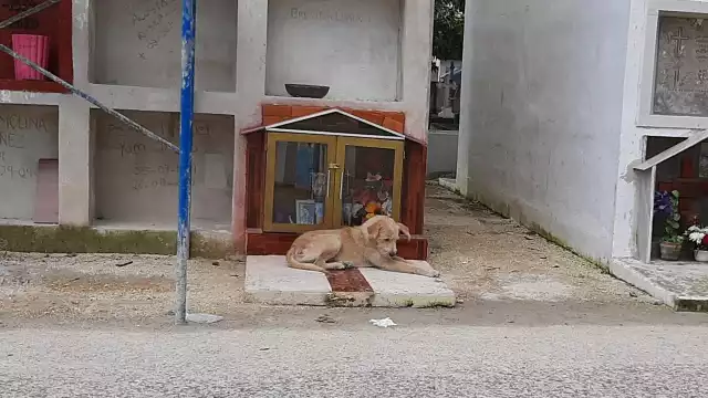 Vecinos de la colonia evitan esterilizar a sus mascotas poniendo muchas excusas