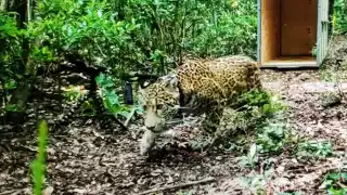 El jaguar fue nombrado Covi y recibió atención veterinaria en el Jardín Zoológico Payo Obispo