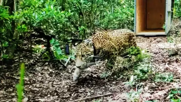 El jaguar fue nombrado Covi y recibió atención veterinaria en el Jardín Zoológico Payo Obispo El jaguar fue nombrado Covi y recibió atención veterinaria en el Jardín Zoológico Payo Obispo