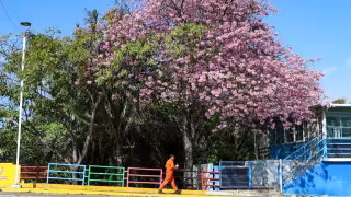 Ciudad del Carmen se pinta de rosa: el maculís florece con la llegada de la primavera 2026