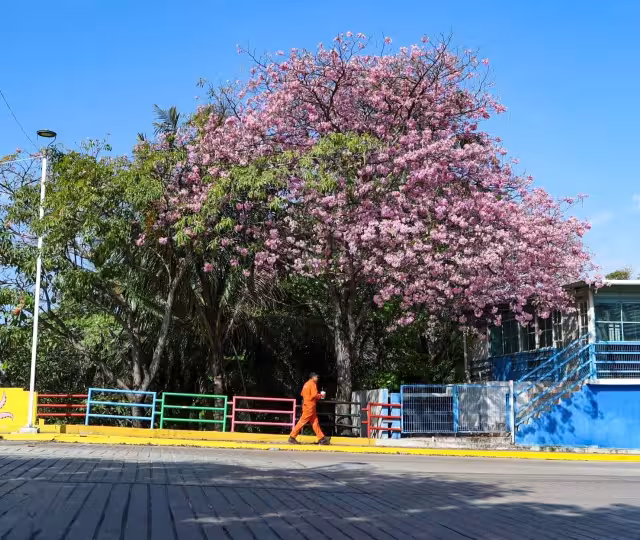 Maculís florece en Ciudad del Carmen y anuncia la llegada de la primavera