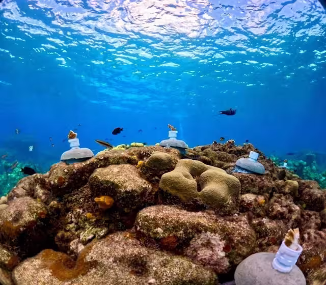 Algunas de las especies del Caribe están a un paso de la extinción