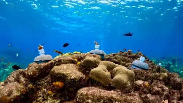 Algunas de las especies del Caribe están a un paso de la extinción