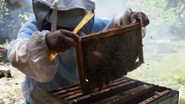 Quintana Roo ocupa el séptimo lugar en producción de miel a nivel nacional