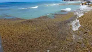 Así lució el recale de sargazo en Playa del Carmen