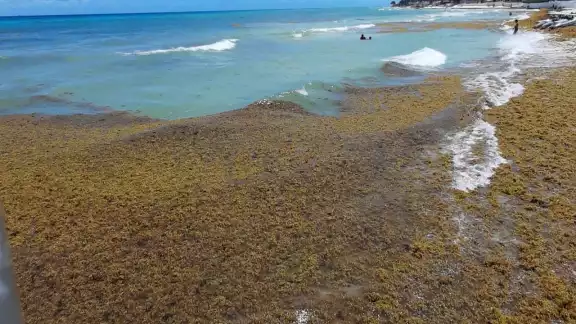 Así lució el recale de sargazo en Playa del Carmen Así lució el recale de sargazo en Playa del Carmen