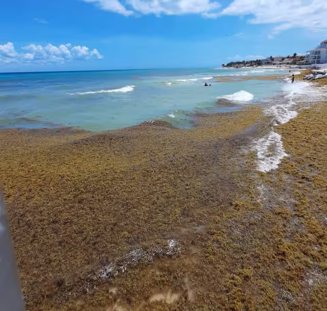 Así lució el recale de sargazo en Playa del Carmen