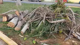 Los vecinos aseguran que entre los árboles derribados se encuentran especies sanas