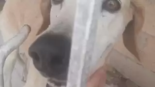 El can lleva abandonado varias semanas en el hogar