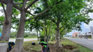 22 mil árboles serán rescatados y replantados previó al arranque de obras del Tren Maya