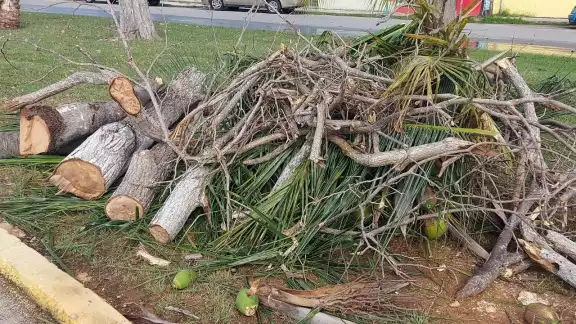 Los vecinos aseguran que entre los árboles derribados se encuentran especies sanas Los vecinos aseguran que entre los árboles derribados se encuentran especies sanas