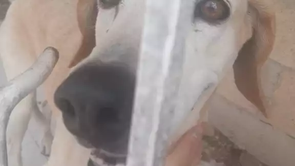 El can lleva abandonado varias semanas en el hogar El can lleva abandonado varias semanas en el hogar