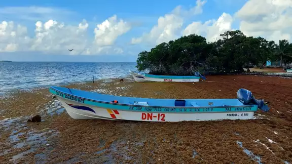 Los pescadores de la Isla María Elena en el municipio de Felipe Carrillo Puerto indicaron que el sargazo no les permite capturar langosta Los pescadores de la Isla María Elena en el municipio de Felipe Carrillo Puerto indicaron que el sargazo no les permite capturar langosta