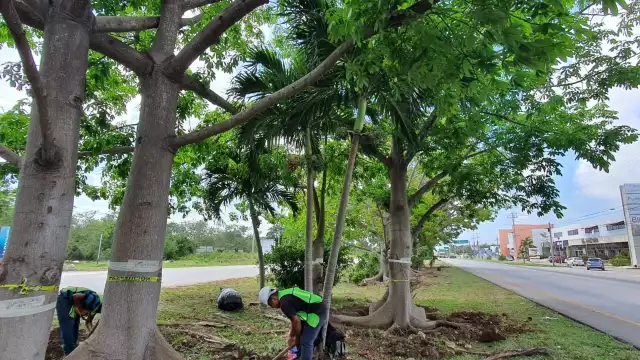 22 mil árboles serán rescatados y replantados previó al arranque de obras del Tren Maya
