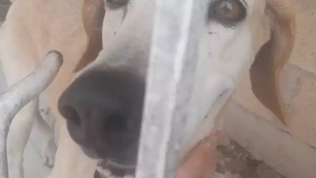 El can lleva abandonado varias semanas en el hogar