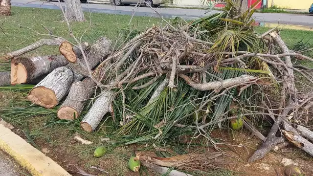Los vecinos aseguran que entre los árboles derribados se encuentran especies sanas
