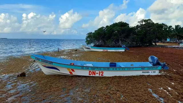 Los pescadores de la Isla María Elena en el municipio de Felipe Carrillo Puerto indicaron que el sargazo no les permite capturar langosta