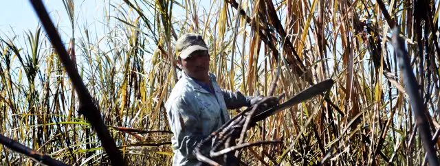 La cosecha en al menos 5 ejidos está en riesgo por la mosca pinta, gusano barrenador y el picudo negro