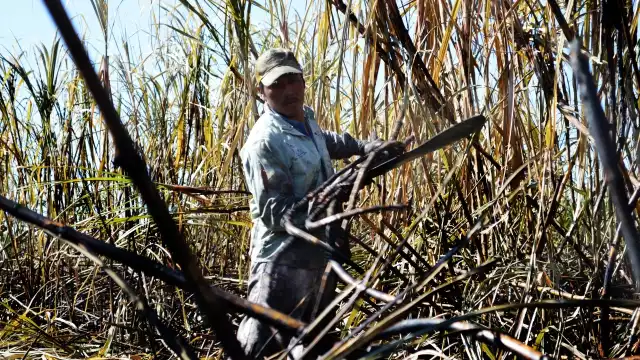 La cosecha en al menos 5 ejidos está en riesgo por la mosca pinta, gusano barrenador y el picudo negro