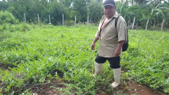 Las plagas han afectado diversos cultivos en el Oriente de Yucatán