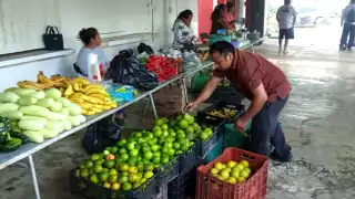 Economía de casi 1200 productores de Kantunilkín revive con ayuda de “Sembrando Vida"