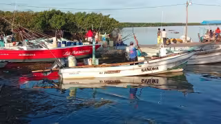 Pescadores de Chiquilá redoblan esfuerzos ante cierre de temporada y bajas capturas de pulpo