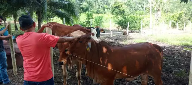 Productores vigilarán signos de alerta en ganado