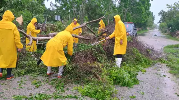 Elementos de la SSP laboran para retirar árboles caídos