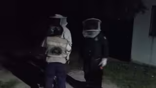 Enjambre de abejas africanizadas ataca a tres personas y varios perros en Quintana Roo