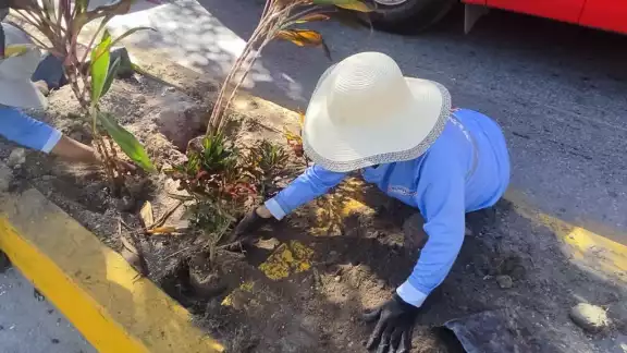 El crecimiento de la mancha urbana ha dejado sin árboles muchos zonas del municipio El crecimiento de la mancha urbana ha dejado sin árboles muchos zonas del municipio