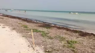 Aseguran que no solo contribuye a la recuperación de las playas, sino que también favorece la formación de dunas