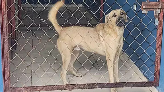 El tratamiento para los perritos podría costar hasta 14 mil pesos El tratamiento para los perritos podría costar hasta 14 mil pesos