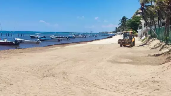 En la zona de El Recodo puede olerse a lo lejos como está pudriéndose el sargazo que se encuentra estancado en la orilla de la costa