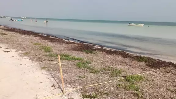 Aseguran que no solo contribuye a la recuperación de las playas, sino que también favorece la formación de dunas Aseguran que no solo contribuye a la recuperación de las playas, sino que también favorece la formación de dunas