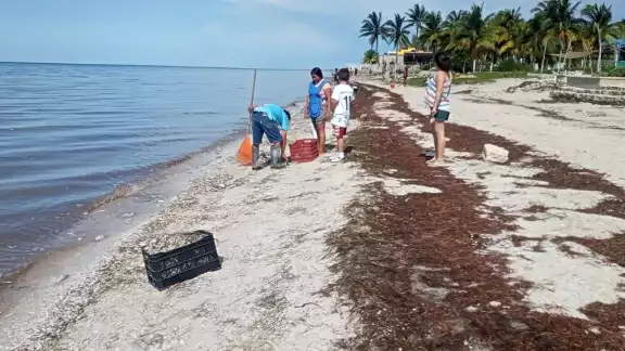 Los voluntarios dejaron a un lado sus actividades diarias para recoger las especies marinas en las playas. Foto: Isai Dzul Los voluntarios dejaron a un lado sus actividades diarias para recoger las especies marinas en las playas. Foto: Isai Dzul