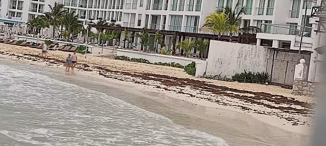 En las costas de Playacar se pudo observarse que el alga marina