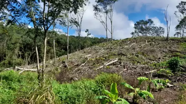 Las selvas cálido-secas, presentes en Campeche, son las más afectadas