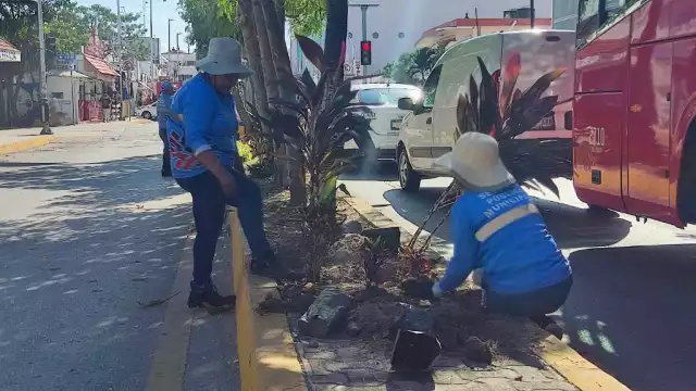 Los ciudadanos pueden nominar al árbol que quieran que sea nombrado como monumento